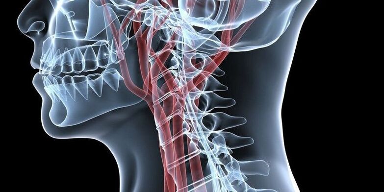 Vase de sânge ale coloanei vertebrale cervicale
